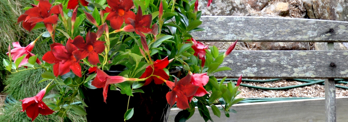 Mandevilla Forever Red Banner Image.jpeg